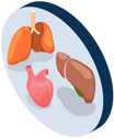 Tertiary Stage: Serious complications  arise, including damage to the heart, brain,  and other organs, leading to blindness,  paralysis, or even death.