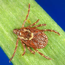 American Dog Tick
