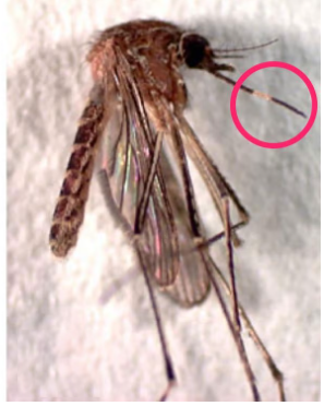 Photo of Female Culex tarsalis mosquito