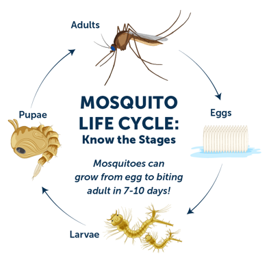 Diagram showing the life cycle of a Culex mosquito. The cycle progresses from eggs laid on the surface of fresh or stagnant water, to larvae that live in water, to pupae that develop into adult mosquitoes, and finally to adult mosquitoes that lay eggs and begin the cycle again. The diagram notes that most eggs hatch within 48 hours, larvae can develop into pupae in as few as five days, and pupae become adult mosquitoes in two to three days. Arrows connect each stage in a circular sequence.