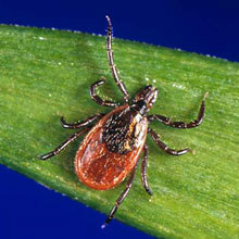 Black-Legged Deer Tick