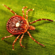 Lone Star Tick