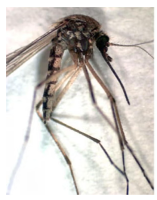 A photo of the Aedes vexans mosquito.