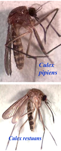 There are two photos stacked. The top photo is the Culex pipiens mosquito. The bottom photo is the Culex restuans mosquito.