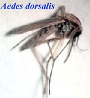 A photo of an Aedes dorsalis mosquito.